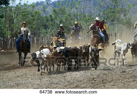 Cowboys on horsebacks herding cattle, Panama View Large Photo Image Stock Photo - Cowboys on horsebacks herding cattle, Panama . Fotosearch