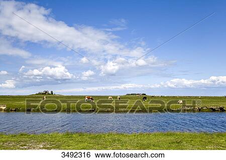 Cows grazing nearby a river, Hallig Hooge, Schleswig-Holstein, Germany View Large Photo Image Stock Photograph - Cows grazing nearby a river, Hallig Hooge, Schleswig-Holstein, Germany . Fotosearch