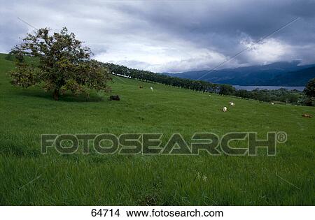 Cows grazing on pastureland, Costa Rica View Large Photo Image Picture - Cows grazing on pastureland, Costa Rica . Fotosearch