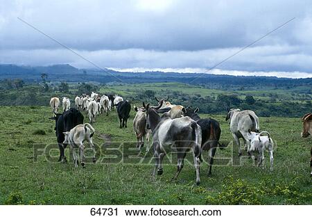 Cows running in field, San Blas Islands, Republic Of Panama  View Large Photo Image Stock Image - Cows running in field, San Blas Islands, Republic Of Panama . Fotosearch