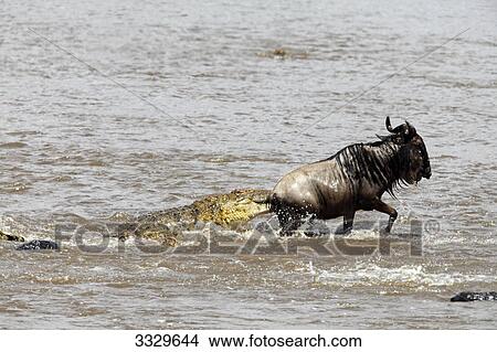 Picture - Crocodile (Crocodilus niloticus) attacking wildebeest (Connochaetes taurinus) in water, Masai Mara National Reserve, Kenya, high angle view . Fotosearch