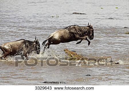 Stock Image - Crocodile (Crocodilus niloticus) attacking wildebeests (Connochaetes taurinus) in water, Masai Mara National Reserve, Kenya, high angle view . Fotosearch