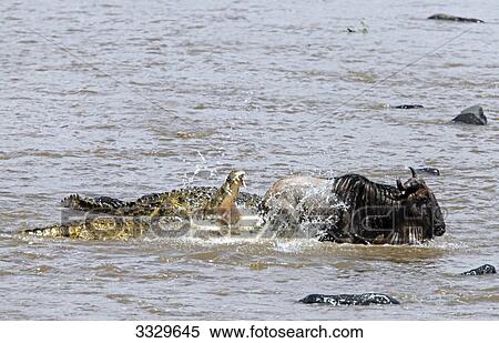 Stock Photography - Crocodiles (Crocodilus niloticus) attacking wildebeest (Connochaetes taurinus) in water, Masai Mara National Reserve, Kenya, high angle view . Fotosearch