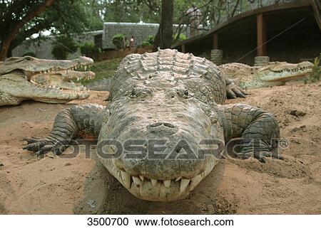 Crocodiles, Samburu National Reserve, Kenya, East Africa, Africa View Large Photo Image Stock Image - Crocodiles, Samburu National Reserve, Kenya, East Africa, Africa . Fotosearch