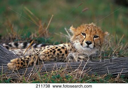 Cub of cheetah (Acinonyx jubatus) lying in field View Large Photo Image Stock Photo - Cub of cheetah (Acinonyx jubatus) lying in field . Fotosearch