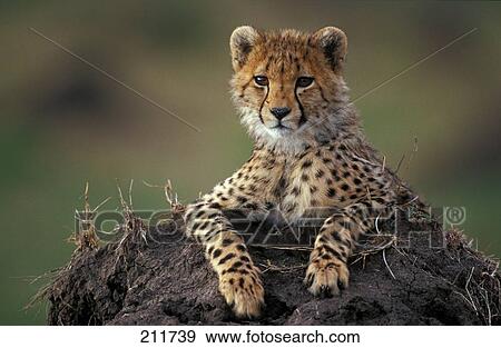 Stock Photo - Cub of cheetah (Acinonyx jubatus) lying on termite mound . Fotosearch