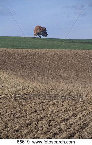 Deciduous tree on landscape View Large Photo Image Stock Photo - Deciduous tree on landscape . Fotosearch