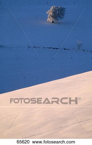 Stock Image - Deciduous tree on snowy landscape, Schauinsland, Black Forest, Baden-Wuerttemberg, Germany . Fotosearch