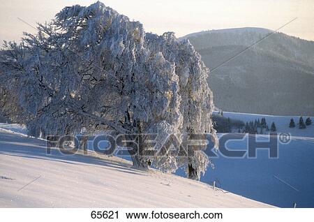 Deciduous tree on snowy landscape, Black Forest, Baden-Wuerttemberg, Germany View Large Photo Image Stock Image - Deciduous tree on snowy landscape, Black Forest, Baden-Wuerttemberg, Germany . Fotosearch