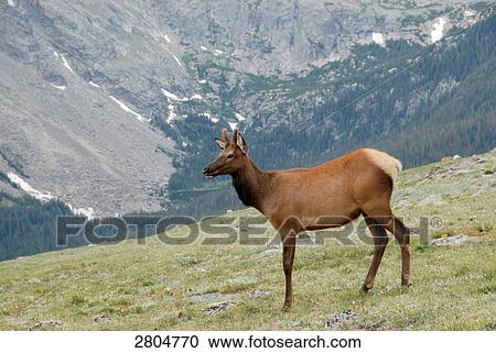 Deer standing in field, Rocky Mountain National Park, Colorado, USA View Large Photo Image Stock Image - Deer standing in field, Rocky Mountain National Park, Colorado, USA . Fotosearch