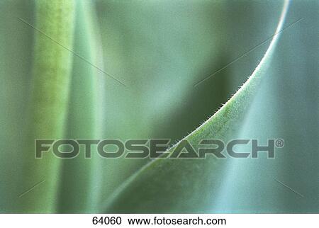 Stock Image - Detail of tulip leaf . Fotosearch