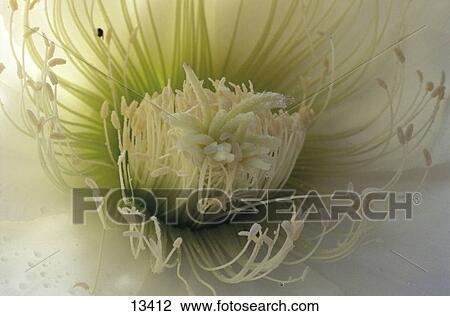 Detail of white cactus flower View Large Photo Image Stock Image - Detail of white cactus flower . Fotosearch
