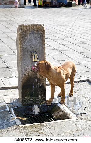 Stock Image - Dog drinking from water fountain, Venice, Italy, elevated view . Fotosearch