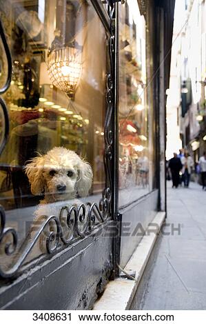 Dog looking through a shop window, Venice, Italy View Large Photo Image Stock Image - Dog looking through a shop window, Venice, Italy . Fotosearch