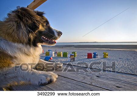Dog lying on a platform and looking at the beach of Foehr, Schleswig-Holstein, Germany View Large Photo Image Stock Photo - Dog lying on a platform and looking at the beach of Foehr, Schleswig-Holstein, Germany . Fotosearch