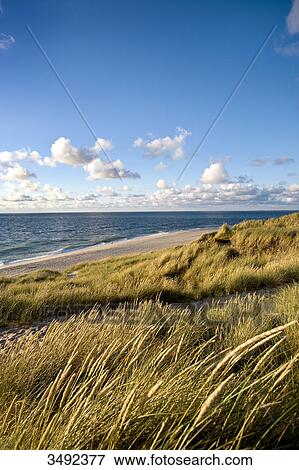 Stock Photo - Dunes and coast, Ellenbogen, Sylt, Germany, elevated view . Fotosearch