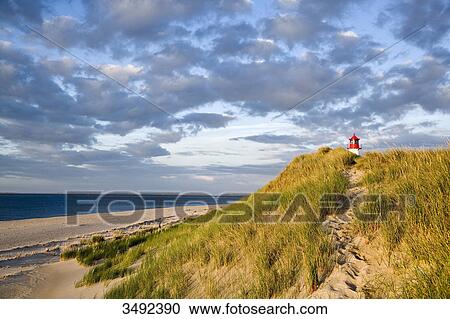 Dunes at a coast, lighthouse List-Ost in the background, Ellenbogen, Sylt, Germany View Large Photo Image Stock Image - Dunes at a coast, lighthouse List-Ost in the background, Ellenbogen, Sylt, Germany . Fotosearch