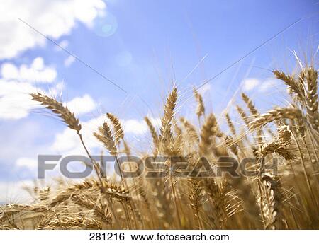Ears of wheat in field View Large Photo Image Stock Photograph - Ears of wheat in field . Fotosearch
