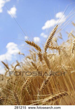 Ears of wheat in field View Large Photo Image Stock Photography - Ears of wheat in field . Fotosearch