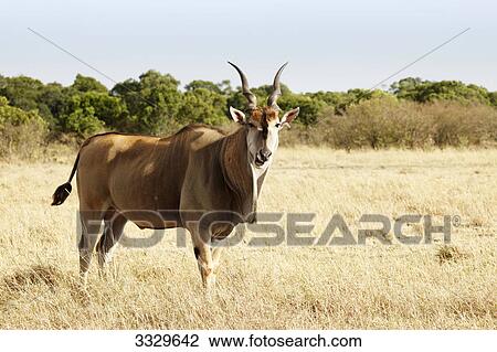 Stock Image - Eland (Taurotragus oryx), Masai Mara National Reserve, Kenya, side view . Fotosearch