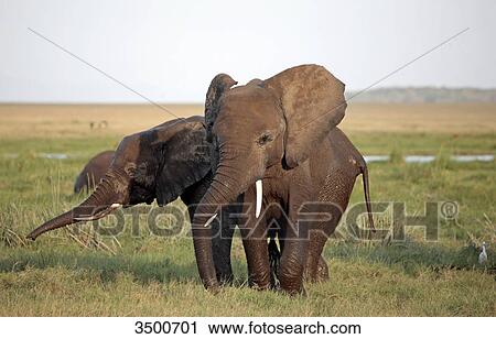 Stock Image - elephants, Amboseli National Park, Kenya, East Africa, Africa . Fotosearch
