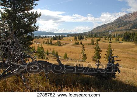 Stock Image - Fallen bare tree in field, Yellowstone National Park, Wyoming, USA . Fotosearch