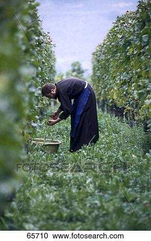 Stock Image - Farmer picking up grapes from vineyard . Fotosearch