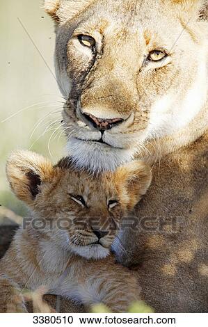 Female lion and young dear, panthera leo, Masai Mara National Reserve, Kenya, Africa View Large Photo Image Stock Image - Female lion and young dear, panthera leo, Masai Mara National Reserve, Kenya, Africa . Fotosearch