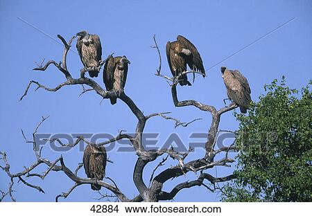 Flock of Cape Vulture (Gyps coprotheres) perching on tree, Etosha National park, Namibia View Large Photo Image Picture - Flock of Cape Vulture (Gyps coprotheres) perching on tree, Etosha National park, Namibia . Fotosearch