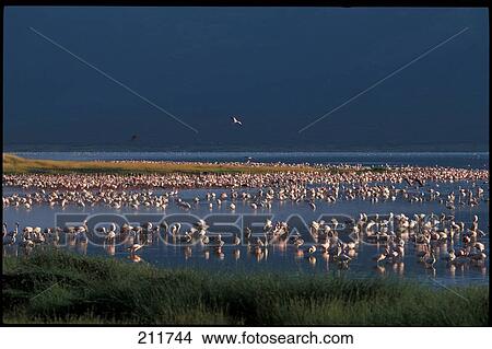 Flock of flamingos in swarm View Large Photo Image Picture - Flock of flamingos in swarm . Fotosearch