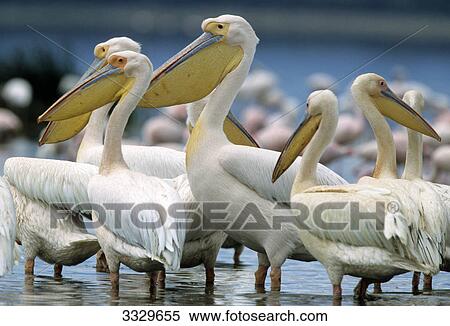 Stock Photography - Flock of Pelicans (Pelecanidae) standing in shallow water, Africa, close-up . Fotosearch