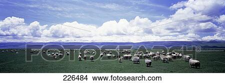 Flock of sheep in field, China View Large Photo Image Picture - Flock of sheep in field, China . Fotosearch