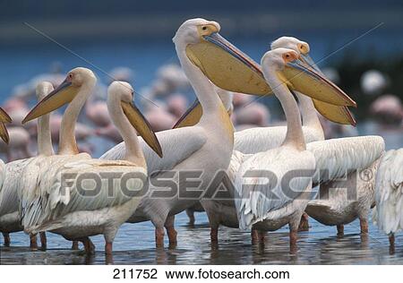 Flock white pelican standing in lake View Large Photo Image Stock Image - Flock white pelican standing in lake . Fotosearch