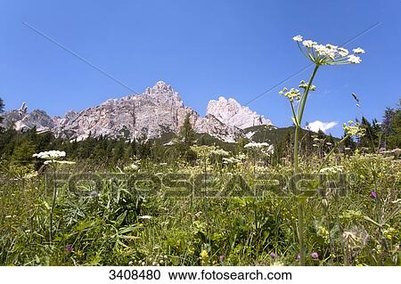 Stock Image - Flower meadow, Monte Cristallo in the background, Venetia, Italy . Fotosearch