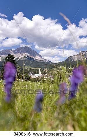 Stock Photograph - Flower meadow, mountains and city in the background, Cortina d Ampezzo, Venetia, Italy . Fotosearch