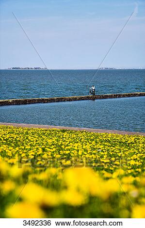 Stock Photograph - Flower meadow on a dyke, man with bicycle in the background, Hooger Faehre, Pellworm, Germany . Fotosearch