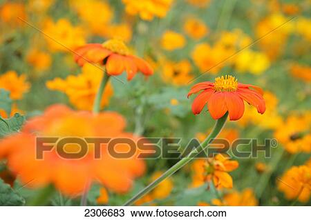 Flowers blooming in field View Large Photo Image Stock Image - Flowers blooming in field . Fotosearch