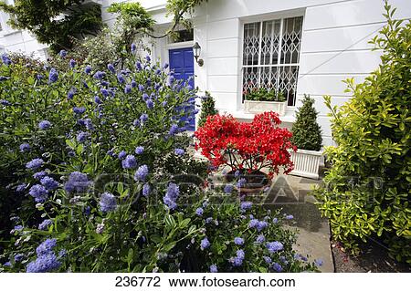Flowers in garden in front of house, Chelsea Walk, Chelsea, London, England  View Large Photo Image Stock Image - Flowers in garden in front of house, Chelsea Walk, Chelsea, London, England . Fotosearch