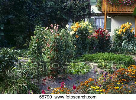 Stock Image - Flowers in garden . Fotosearch