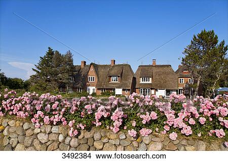 Picture - Flowers on a stone wall, thatched-roof houses in the background, Keitum, Sylt, Germany . Fotosearch