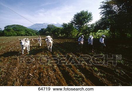 Four farmers farming field, Guatemala, Mexico View Large Photo Image Stock Photo - Four farmers farming field, Guatemala, Mexico . Fotosearch
