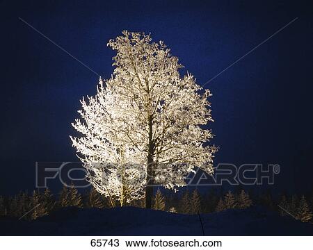 Stock Image - Frozen tree against dusky sky . Fotosearch