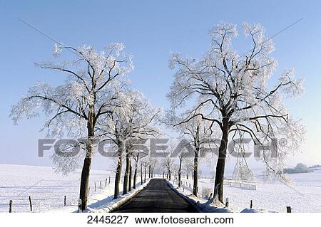 Frozen trees along road, Crawinkel, Arnstadt, Thuringia, Germany View Large Photo Image Stock Photo - Frozen trees along road, Crawinkel, Arnstadt, Thuringia, Germany . Fotosearch