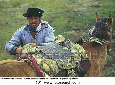 Stock Image - Gaucho adjusting saddle of Criollo horse, Patagonia, Argentina . Fotosearch