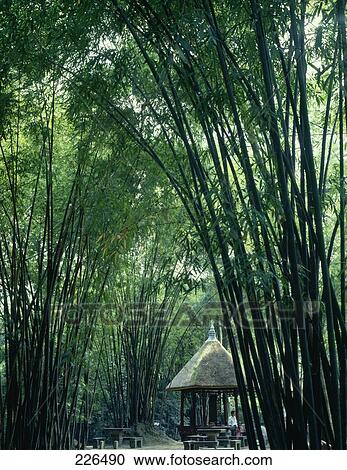 Stock Image - Gazebo surrounded by bamboo trees, Chengdu, China . Fotosearch