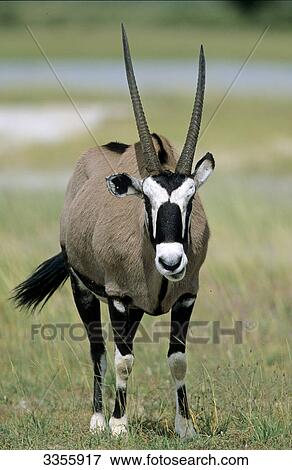 Gazelle, Namibia, Africa View Large Photo Image Stock Photo - Gazelle, Namibia, Africa . Fotosearch