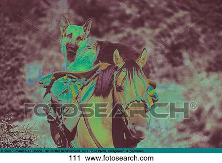 German shepherd lying on horseback, Patagonia, Argentina View Large Photo Image Stock Image - German shepherd lying on horseback, Patagonia, Argentina . Fotosearch