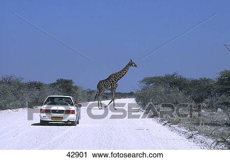 Stock Image - Giraffa (Giraffa camelopardalis) crossing road in front of car, Etosha National park, Namibia . Fotosearch
