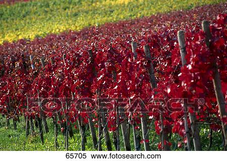 Stock Photography - Grape vines growing in field . Fotosearch
