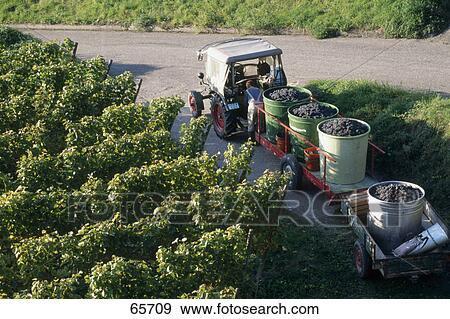 Stock Photo - Grapes containers in tractor after harvesting . Fotosearch